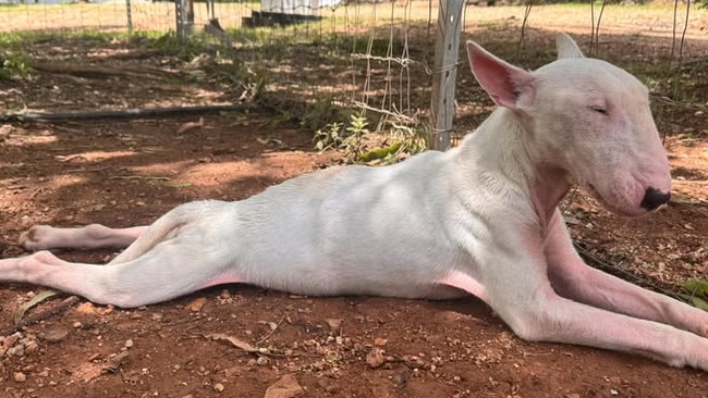 The five-year-old English bull terrier has been rescued by a resident after she saw the dog in poor conditions. Picture: Supplied.