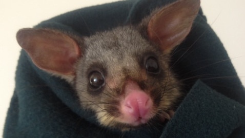 A council ranger has found what is believed to be a dismembered possum.