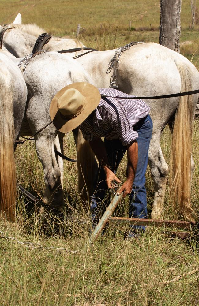 Volunteers unhitch the dray horses during lunch at the Eidsvold Cattle Drive 2024.