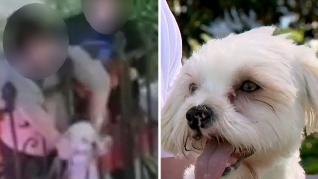 The Maltese Shih tzu was dumped in a Sydney yard. Picture: 7NEWS.