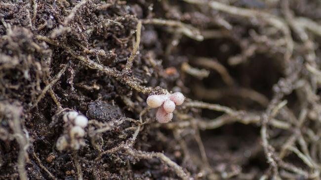 Rhizobia form nodules on the roots of legumes.