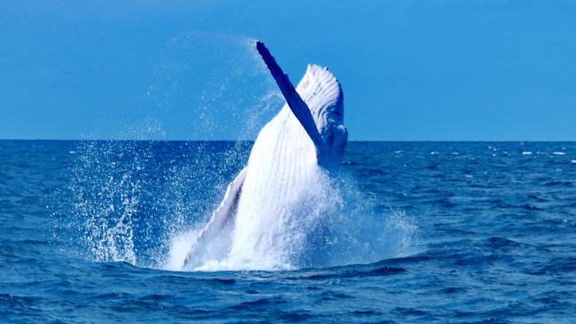 Migaloo putting on an amazing show breaching out of the water, thrilling the passengers and crew aboard Silversonic, Quicksilver’s Port Douglas based dive and snorkel vessel. The whale was sighted at around 35mile Reef en-route to the Agincourt reefs with the encounter lasting approximately 10 minutes. Image Captured by Indepth Photography, Quicksilver.