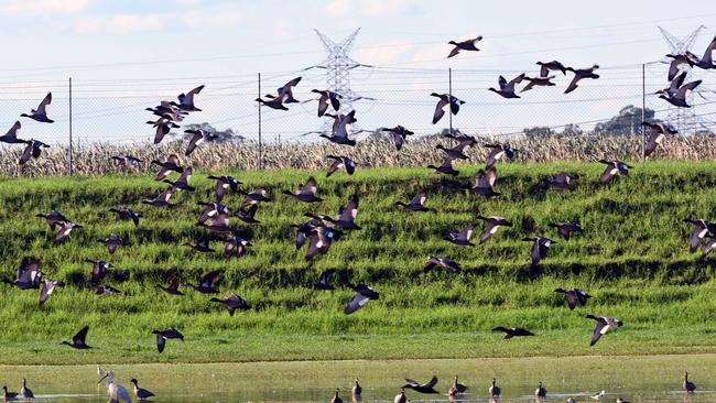 Environmental advocates say animals would not flourish at the wetlands if it was so contaminated.