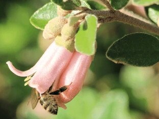 Western Honey Bee inside Correa flower, South Australia. Photo: Supplied