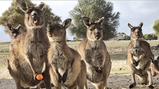 Animals at RSPCA SA feed stations on Kangaroo Island. Picture: RSPCA