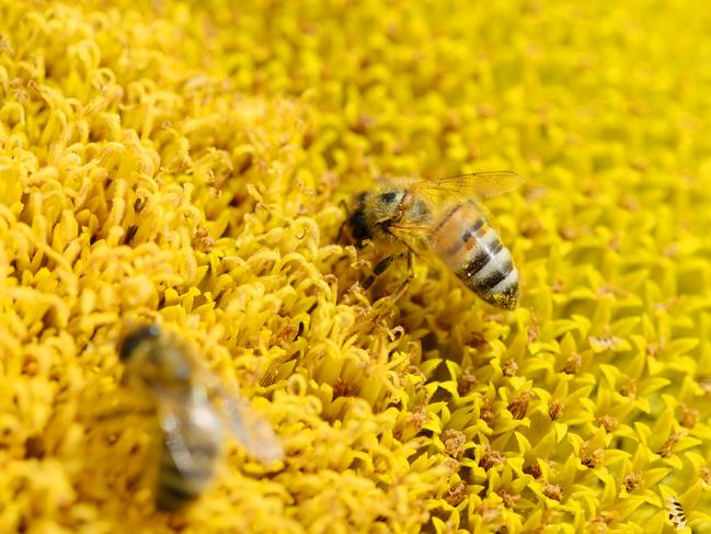 NEWS: Sunflower crop at ShelfordSunflowers on Tim Fisher's family farm at Shelford.Pictured: Generic bee. Bees. Honey. Pollinating. Pollinators. Pollinate. PICTURE: ZOE PHILLIPS