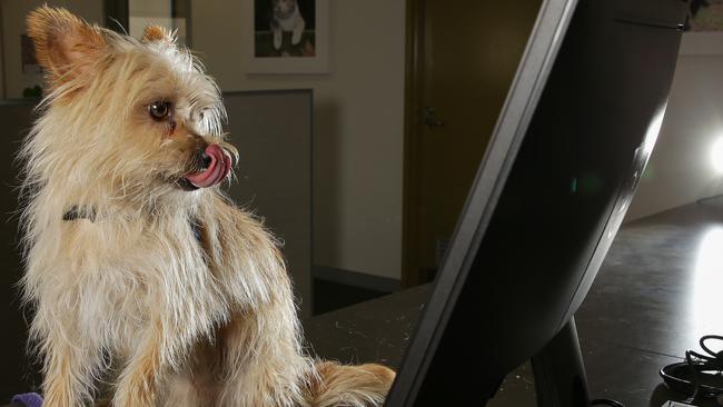 Terrier cross Reginald considers taking a byte out of the computer. Picture: George Salpigtidis