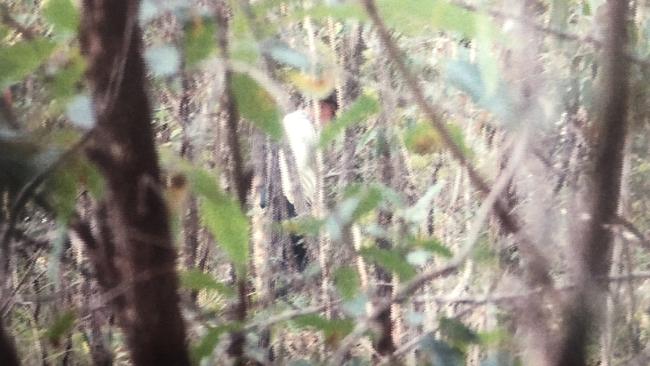 A photographs, tendered in court on Wednesday, shows Mr Savage walking in the bush. Picture: Supplied