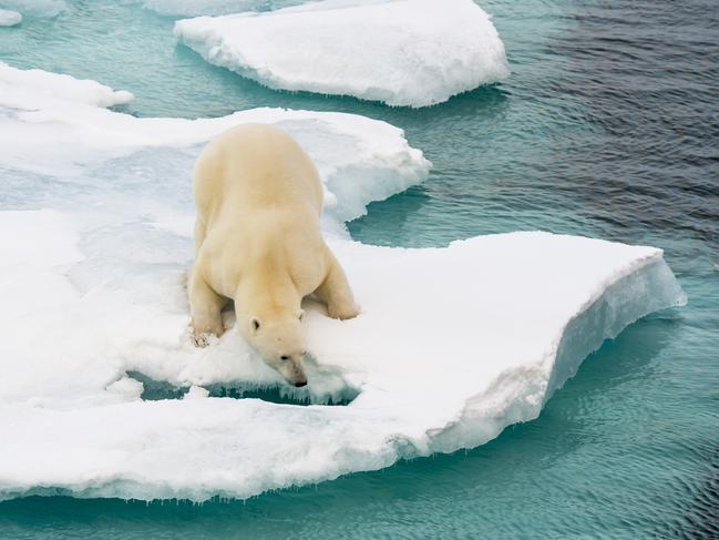 ESCAPE:  Polar bear walking on sea ice in the Arctic Picture: Istock