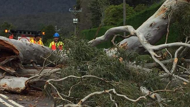 A fallen tree on the Maroondah Highway in Healesville. Picture: Supplied