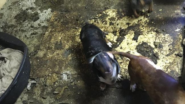 Photos show the shelter’s iconic dachshunds living in filth. 