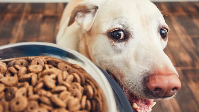 Pet care can mean big bickies for investors, though this pup prefers them small. Picture: iStock