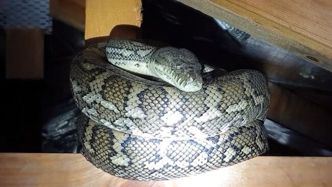 A snake is removed from a roof joist. Picture: Redland's Snake Catcher.