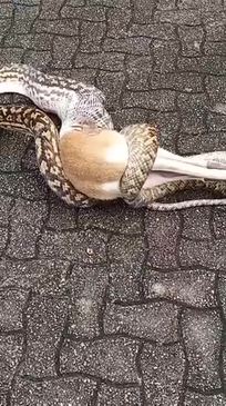 Snake tries to eat wallaby at Palm Cove