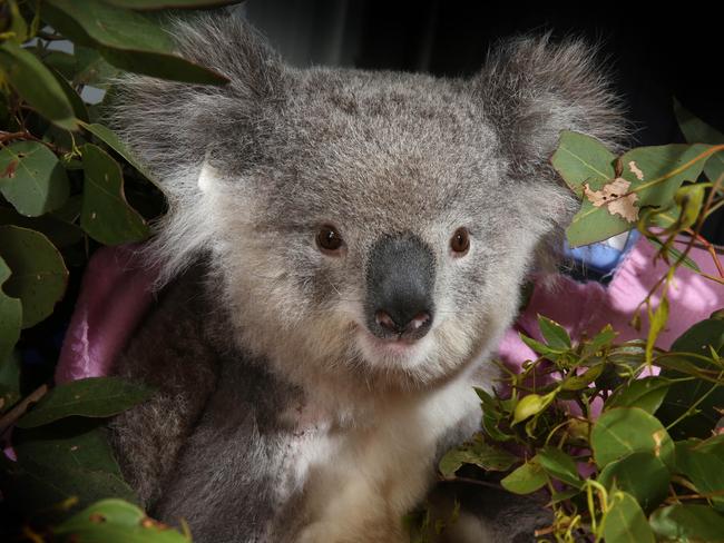 The area is home to the Wollondilly and Campbelltown koala colony. Willow (pictured) was nursed back to health after being hit by a car on Appin Rd in 2016. Picture: Robert Pozo