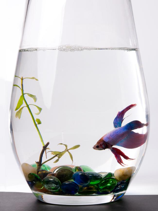 Understanding the unique requirements of keeping a fish can help them stay alive longer. Picture: iStock