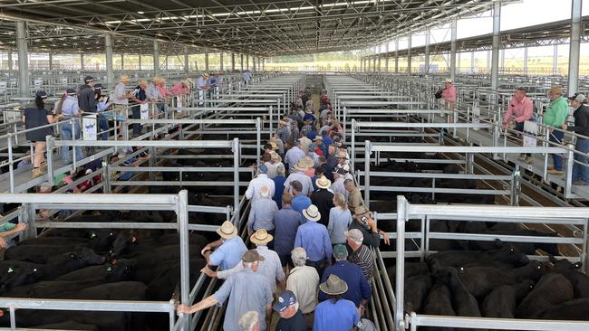 A moderate crowd of buyers perused the runs of just under 3000 cattle yarded at the Ballarat female sale.