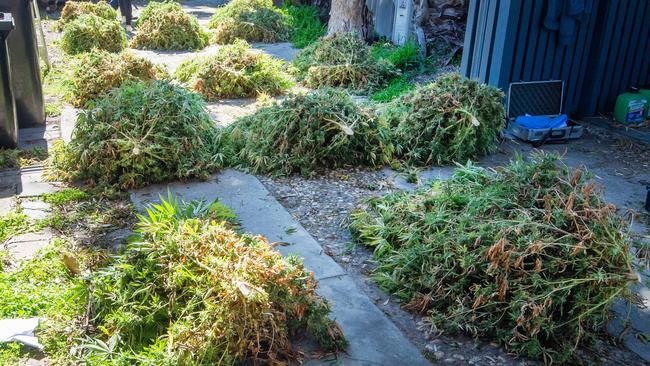 Cannabis plants seized during the raid. Picture: Jay Town