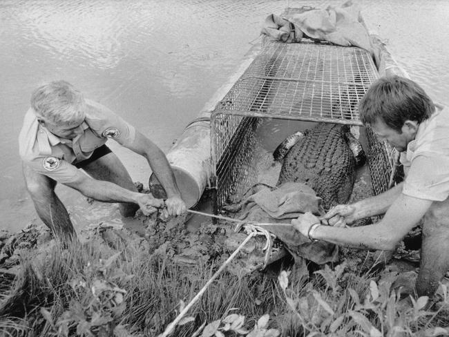 Conservation Commission ranger Ross Belcher (left) and Nick Robinson from the Darwin Crocodile Farm with the crocodile they captured on the Howard River just south of Darwin after the crocodile mauled two fishermen.