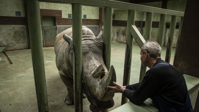 A zoo worker tends to a Rhino in XII Misyatsiv Zoo in Demydiv, Ukraine. Picture: Getty Images