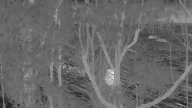 Thermal image of a koala captured during the annual population survey in Bongil Bongil National Park.