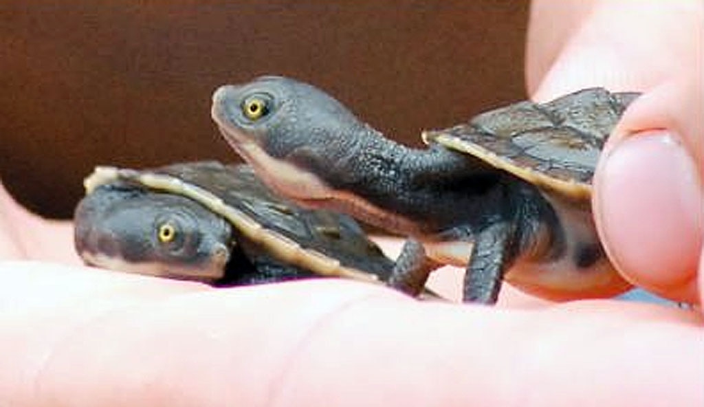 Tiny turtles come out of shells