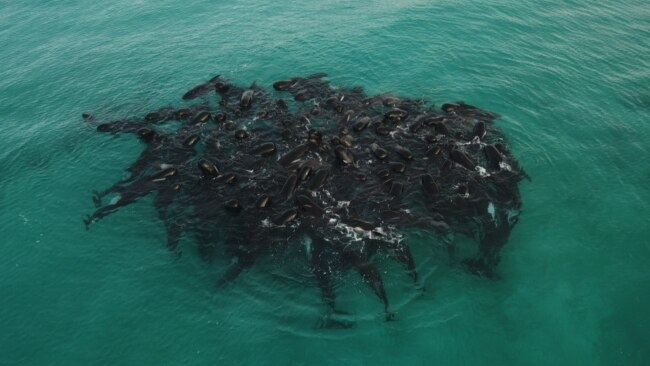 More than 50 pilot whales die after pod ‘deliberately’ strands