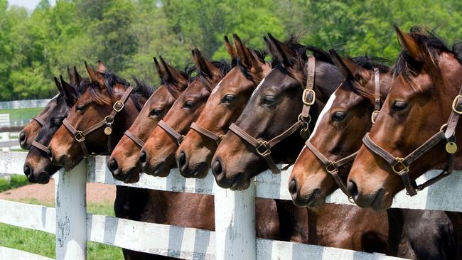 Five horses were allegedly found “severely underweight” at a Lovely Banks property.