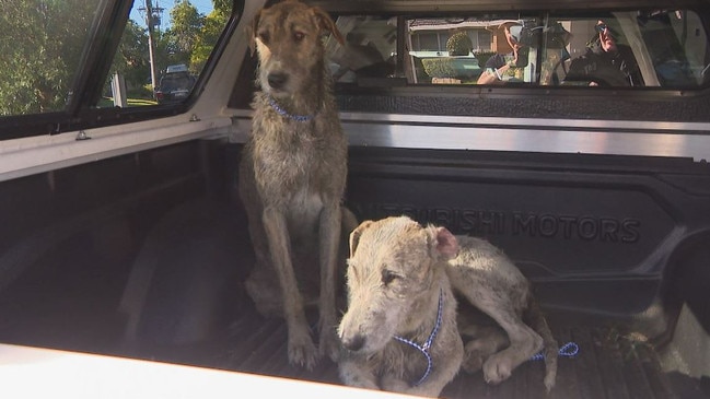 The dogs were seized at a nearby home later that day. Picture: 9 News