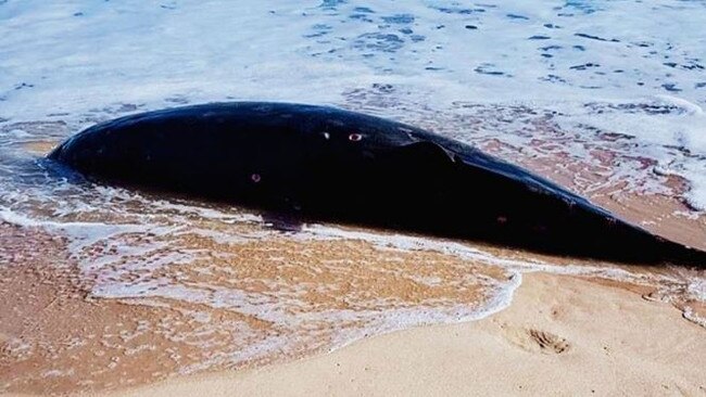 A rare Blainville's beaked whale washed up at The Entrance. Picture: Ronnie Ling