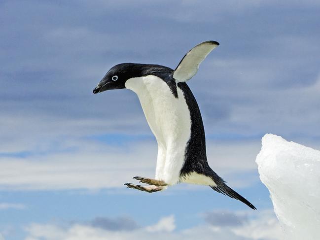 Adelie penguin in action on the Antarctic Peninsula. LINDBLAD