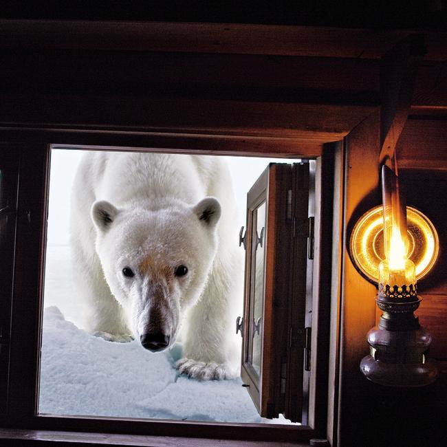A curious female polar bear noses into the photographer’s cabin in Svalbard, Norway Picture: @paulnicklin/ational Geographic