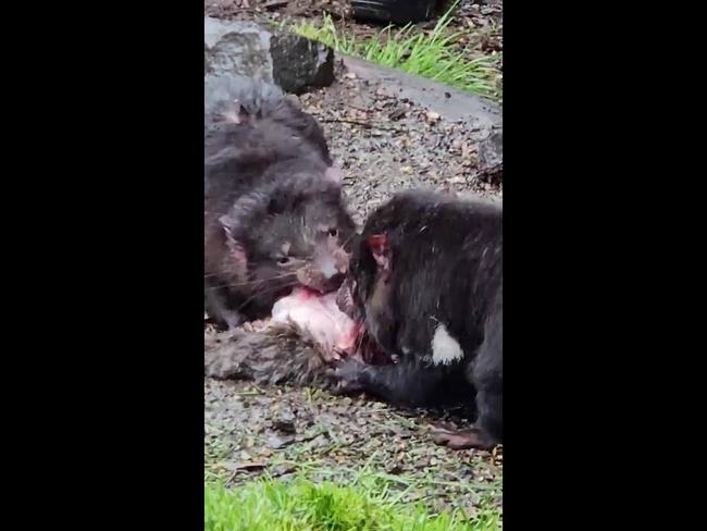 Up close with Tasmanian devils at Cradle Mountain