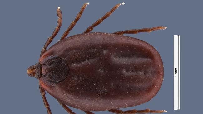 Canine ehrlichiosis is spread through the brown dog tick (pictured) and is known to cause serious health issues, even death, in our four-legged friends.