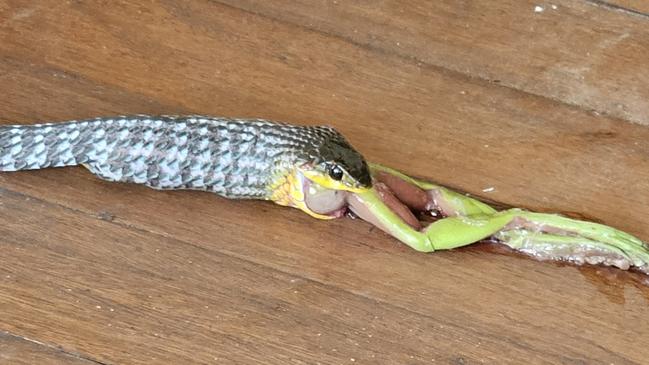 The snake decided to let go of lunch when it was caught. Picture: Danica Clayton