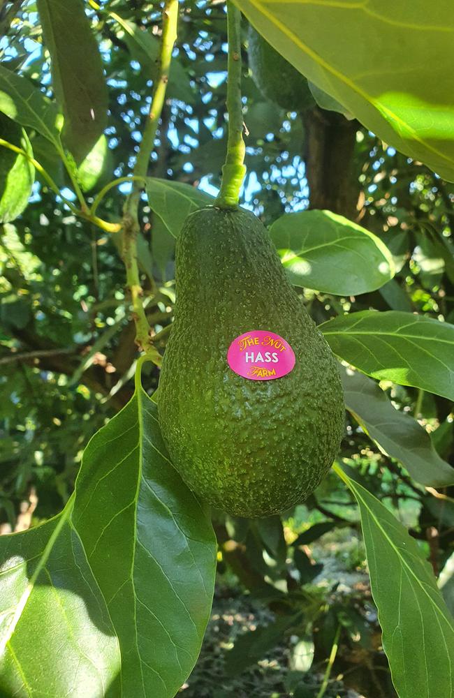 The Nut Farm, where Mary's Creek farmer Kate Groves grows a number of fresh produce including Avocados, sells Hass Avocados (pictured) to greengrocers in Gympie such as Ginger's on Horseshoe. Photo: Facebook