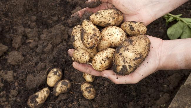 Gardener with a handful of freshly harvested potatoes