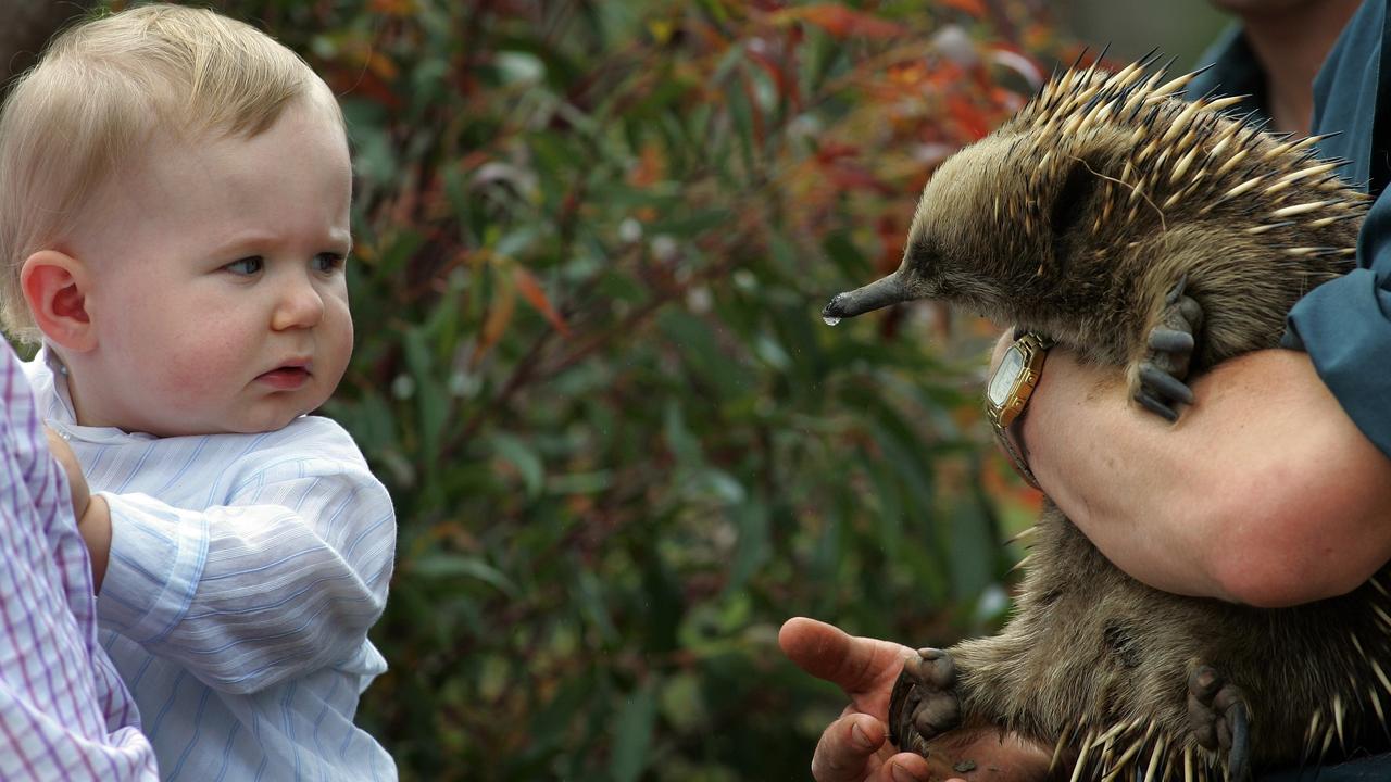 On a royal visit to Tasmania, the young Prince Christian comes face-to-face with Australian wildlife for the first time. Picture: News Corp Australia