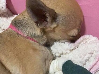 Chelsea the Chihuahua has suffered significant injuries after she got her paws stuck in an escalator at Bunnings Burleigh Heads. Photo: Supplied,