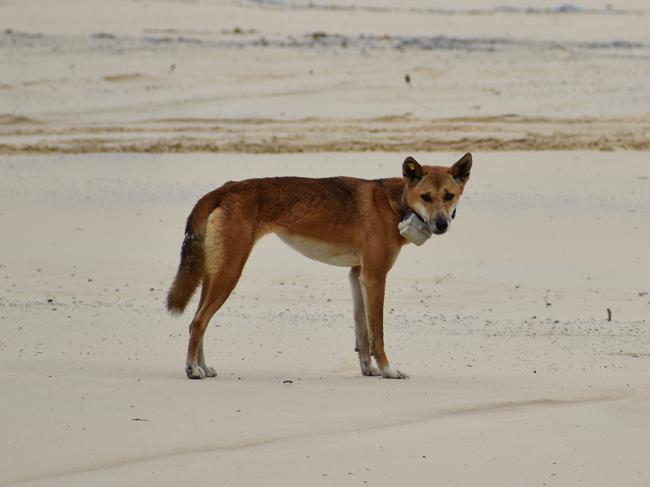 The dingo known as Yellow Tag.