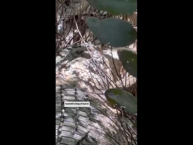 ‘Bone hanging out’: Three-legged croc spotted after ambush attack