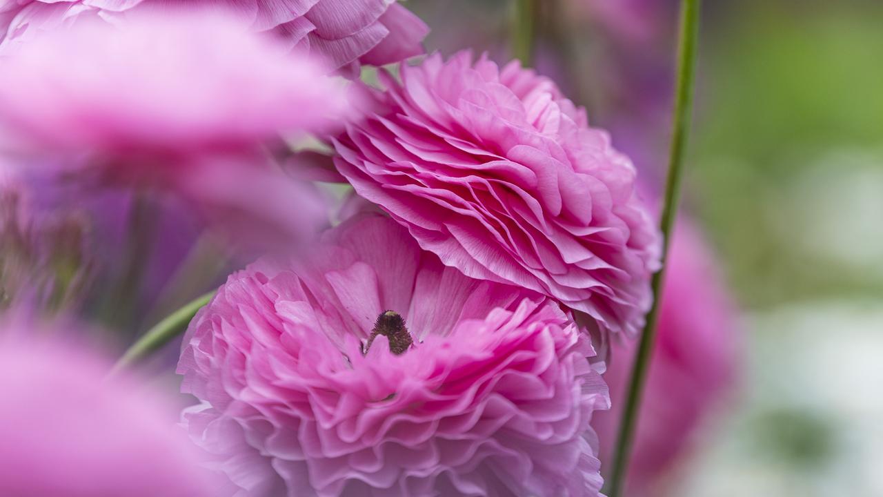 MAP: Where to find Toowoomba’s 95+ unmissable private gardens