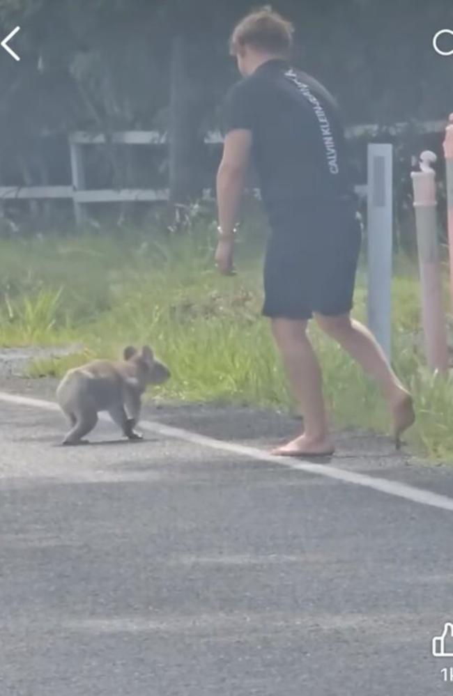 The heroic man was captured on video walking laps around the koala, talking to it and pointing off the road where he wanted the koala to go. Picture: Facebook/Narangba Watch