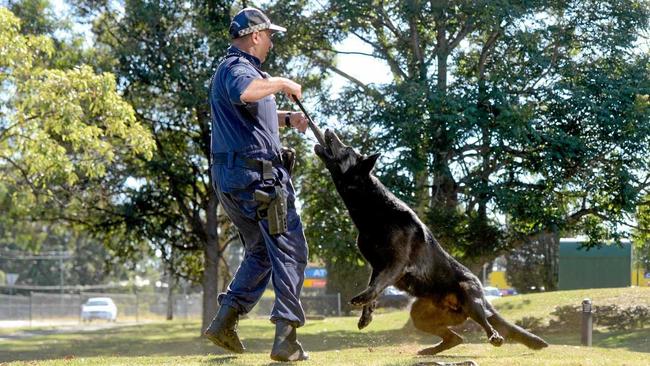 Police dog Ken with his handler Senior Constable Dave Kotek. Ken helped apprehend a man wanted by police. Picture: Cathy Adams