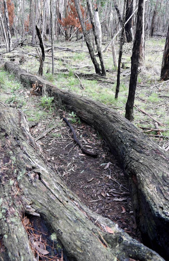 The site where Karen Ristevski's body was found at Mount Macedon on February 20. Picture: Nicole Garmston