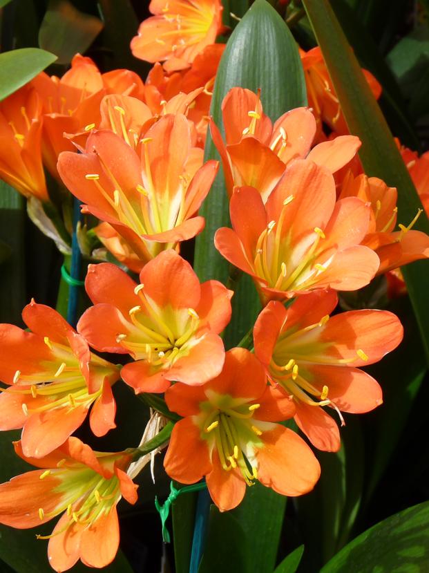 Clivia miniata.