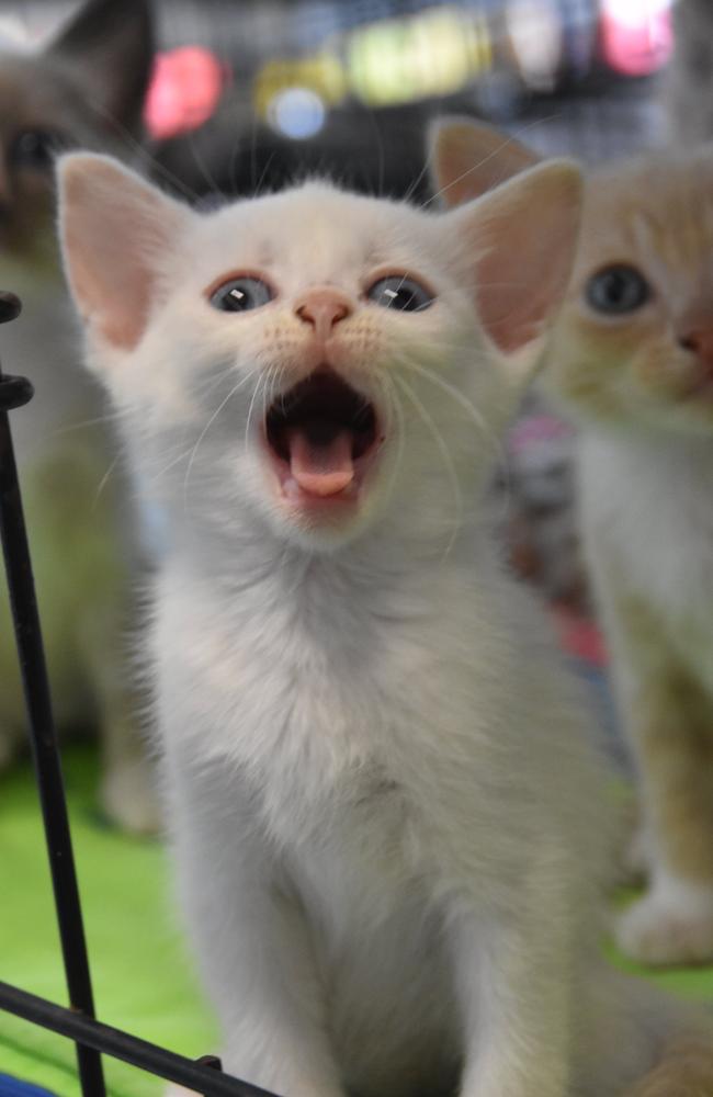 Queenslanders are being urged to ask the government to recognise all animals as sentient beings. Picture: Mark Zita