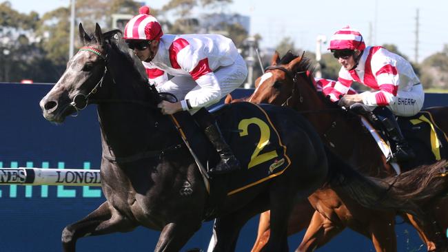 The promising Celestial Legend can give trainer Les Bridge a second win in the Group 2 Hobartville Stakes at Rosehill on Saturday. Picture: Grant Guy