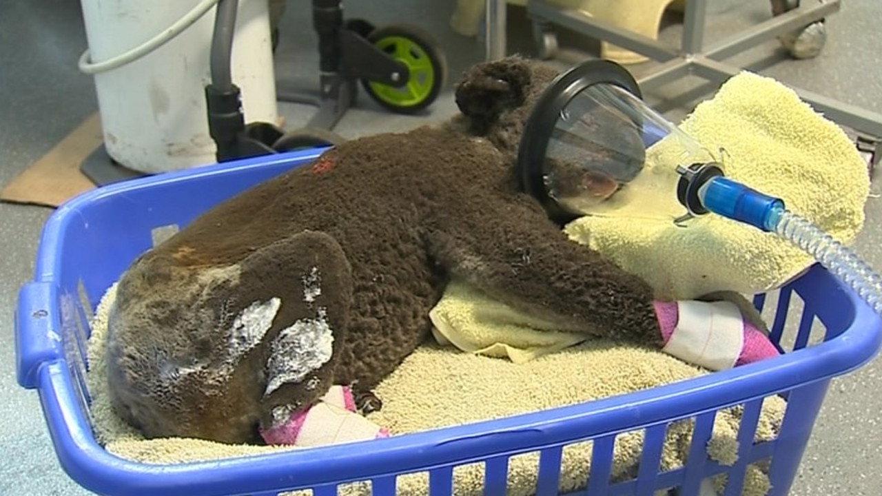 Peter. Picture: Facebook/Port Macquarie Koala Hospital