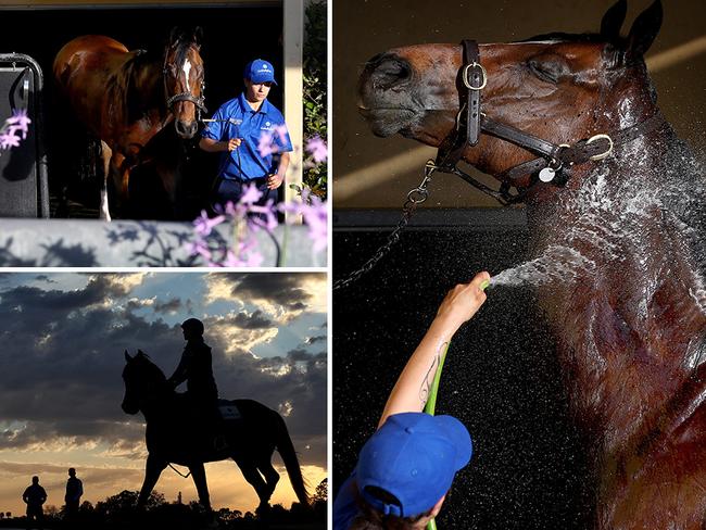 Horses are worked at Osborne Park, Godolphin's sprawling training facility at Agnes Banks. Pictures: File / Toby Zerna